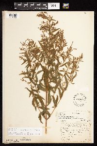 Epilobium coloratum image