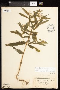 Epilobium coloratum image