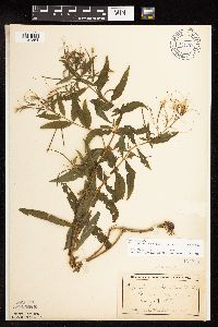 Epilobium coloratum image