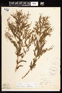 Epilobium coloratum image