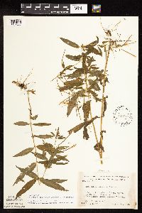 Epilobium coloratum image
