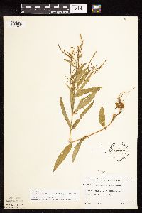 Epilobium coloratum image