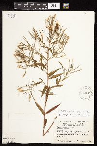 Epilobium coloratum image