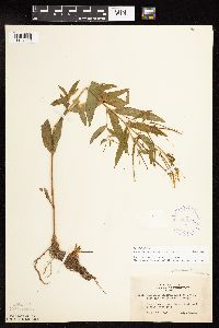 Epilobium coloratum image