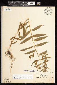 Epilobium coloratum image