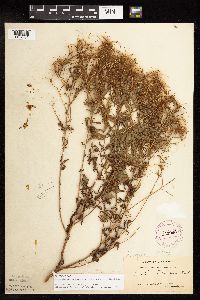 Epilobium coloratum image