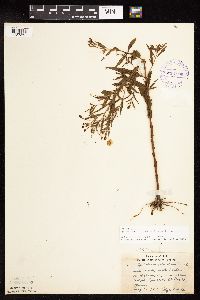 Epilobium coloratum image