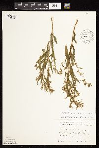 Epilobium coloratum image