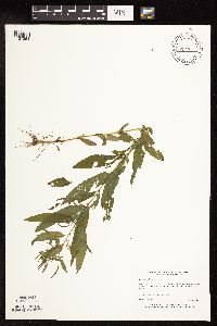 Epilobium coloratum image