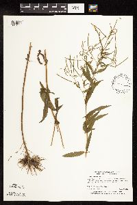 Epilobium coloratum image