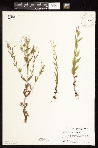 Epilobium coloratum image