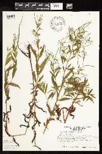 Epilobium coloratum image