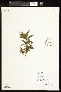 Epilobium coloratum image