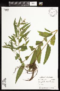 Epilobium coloratum image