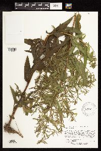 Epilobium coloratum image