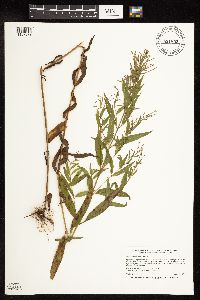 Epilobium coloratum image