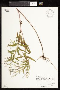 Epilobium coloratum image