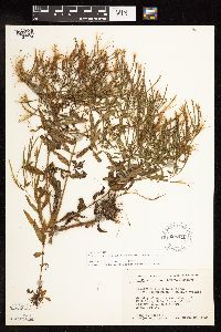 Epilobium coloratum image