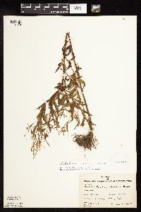 Epilobium coloratum image