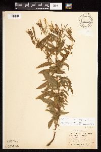 Epilobium coloratum image