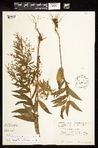 Epilobium coloratum image