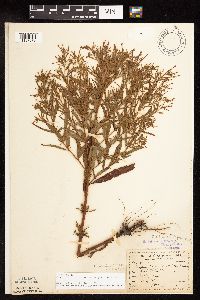 Epilobium coloratum image