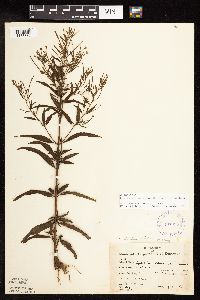 Epilobium coloratum image