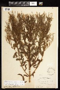 Epilobium coloratum image