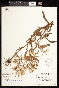 Epilobium coloratum image