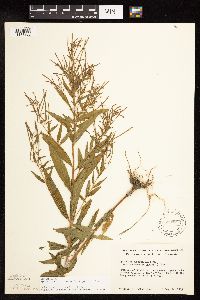 Epilobium coloratum image