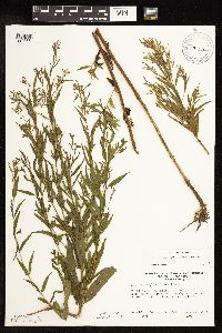Epilobium coloratum image