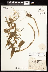 Epilobium coloratum image