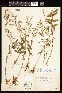 Epilobium coloratum image