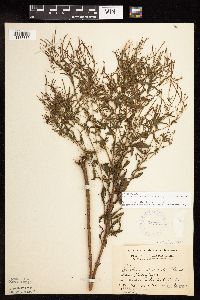 Epilobium coloratum image