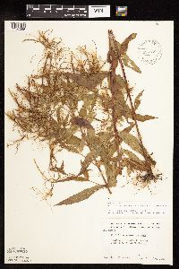 Epilobium coloratum image