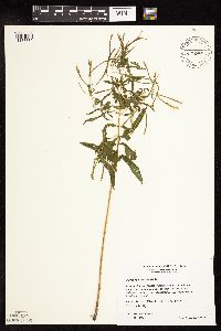 Epilobium coloratum image