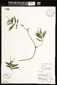 Epilobium coloratum image