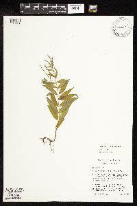 Epilobium coloratum image