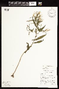 Epilobium coloratum image