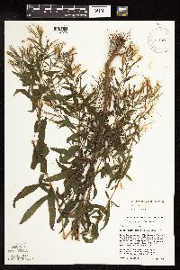 Epilobium coloratum image
