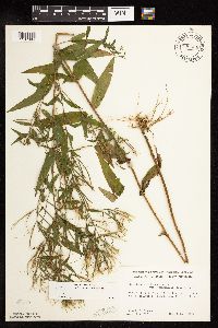 Epilobium coloratum image