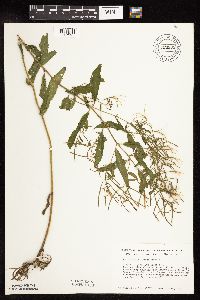 Epilobium coloratum image