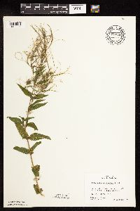 Epilobium coloratum image