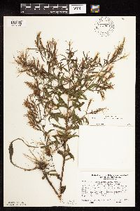 Epilobium coloratum image