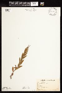 Epilobium coloratum image