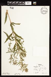 Epilobium coloratum image