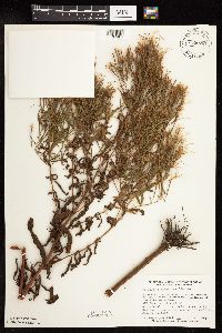 Epilobium coloratum image