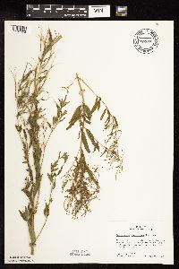 Epilobium coloratum image