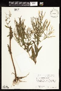 Epilobium coloratum image