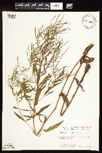 Epilobium coloratum image